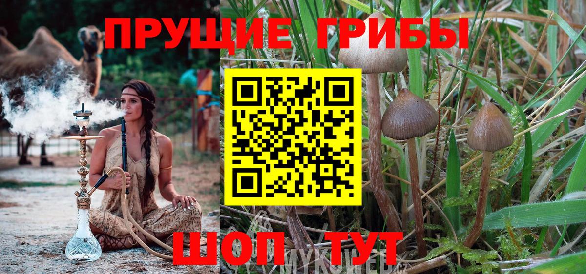 Псилоцибиновые грибы мицелий  Псилоцибиновые грибы Cubensis  Сибай  Вход с VPN 